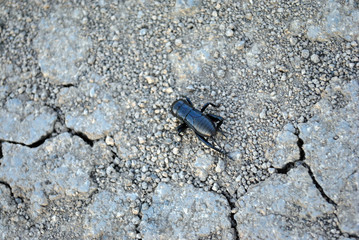 Black gryllus campestris (European field cricket, field cricket) crawling on gray earth background, top view