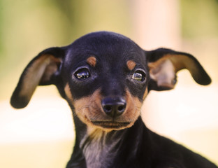 adorable prague ratter puppy