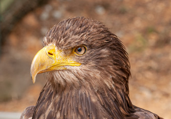 portrait of an eagle