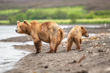 Fototapeta premium Ruling the landscape, brown bears of Kamchatka (Ursus arctos beringianus)