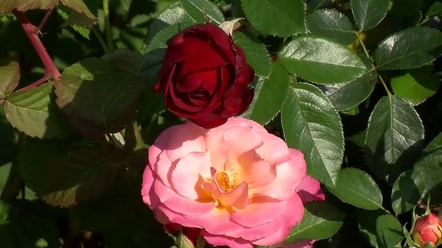 Eine hellrosa und eine rote Rosenbl&uuml;te bewegen sich im Wind