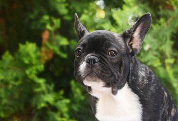 french bulldog