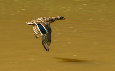 duck female in flight