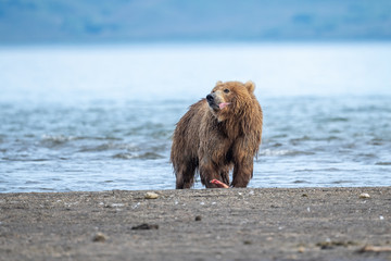 Ruling the landscape, brown bears of Kamchatka (Ursus arctos beringianus)