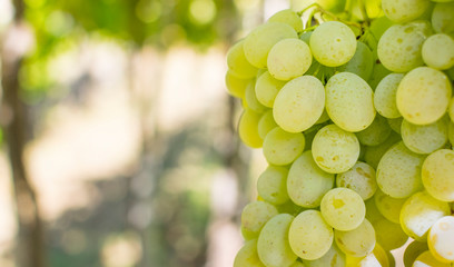 Large bunch of grapes hang from a vine, Close Up of white wine grapes