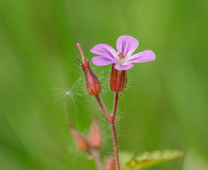 pink flower isolated on green background
