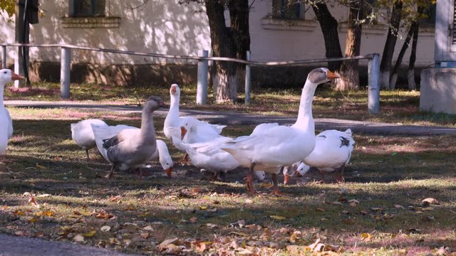 A flock of domestic geese swim in a puddle, on a walk  in the village.