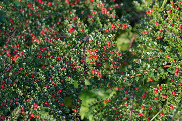 Red cotoneaster fruits on a bush in the garden