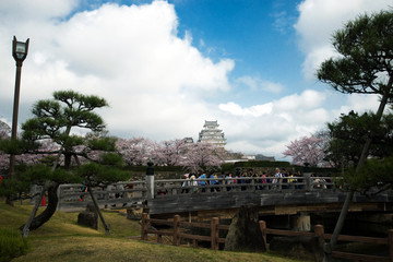 Himeji Castle and full cherry blossom