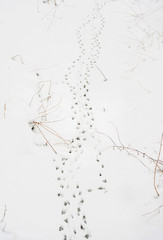 Bird tracks in the snow in nature