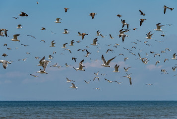 カモメ群れ飛ぶ夏の海