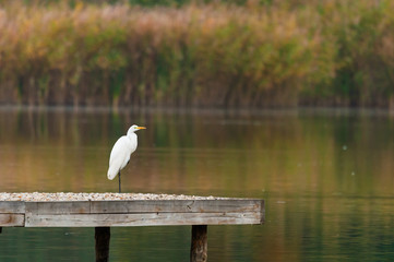 Great egret on a lake