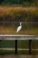 Great egret on a lake