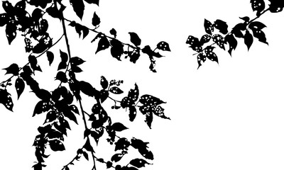 Autum sakura leaves with wormhole background transparent