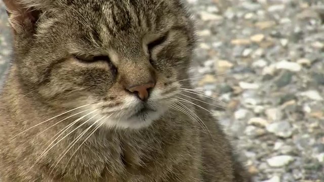 Der grau getigerte Kater sieht schl&auml;frig aus