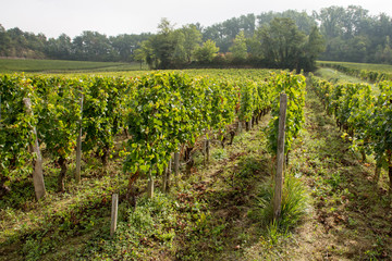 Fototapeta na wymiar Vineyards of Saint Emilion harvesting time