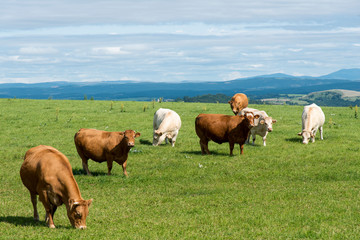 Obraz premium vache, Causse de Sévérac, Sévérac le Château, 12, Aveyron