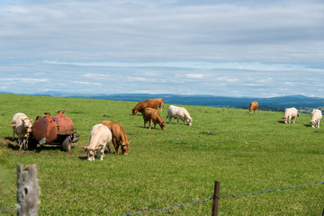 vache, Causse de S&eacute;v&eacute;rac, S&eacute;v&eacute;rac le Ch&acirc;teau, 12, Aveyron