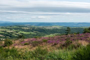 Erica cinerea, Bruyère cendrée, Causse de Sévérac, Sévérac le Château, 12, Aveyron