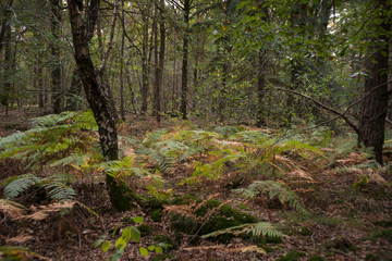 Forêt de Sénart, Essonne, 91