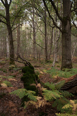 Forêt de Sénart, Essonne, 91