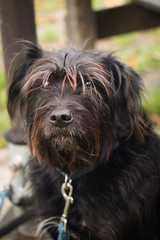 Schnauzer Hund Mischling