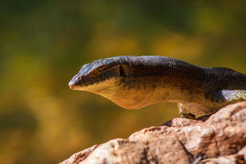 Echse und Reptil in Australien
