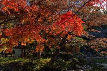 日比谷公園の紅葉