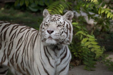 Retrato de un tigre de bangala blanco macho en cautividad en el zoo de Madrid