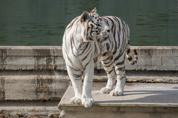 Retrato de un tigre de bangala blanco macho en cautividad en el zoo de Madrid