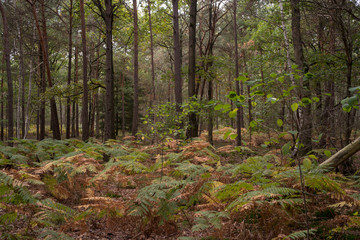Forêt de Sénart, Essonne, 91