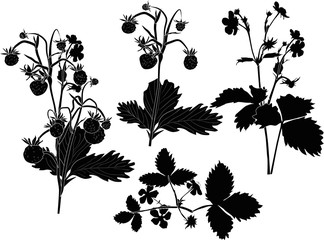 four strawberry plant silhouettes isolated on white