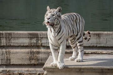 Retrato de un tigre de bangala blanco macho en cautividad en el zoo de Madrid