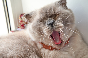Yawning cat Scottish Fold Cat Close up