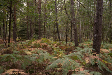 Forêt de Sénart, Essonne, 91