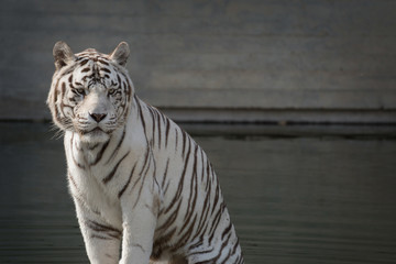 Retrato de un tigre de bangala blanco macho en cautividad en el zoo de Madrid