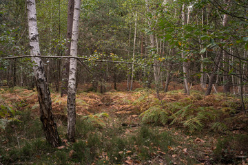 Forêt de Sénart, Essonne, 91