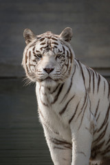 Retrato de un tigre de bangala blanco macho en cautividad en el zoo de Madrid