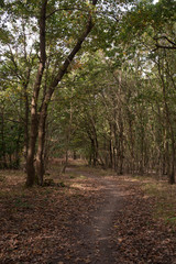 Forêt de Sénart, Essonne, 91