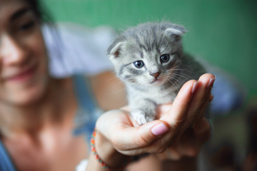 kitten sitting on the palms of the girl in the blue shirt. Thoroughbred lop-eared cat © Георгий Окунев