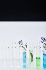 glass test tubes with liquid and plants on white table isolated on black