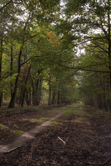 Forêt de Sénart, Essonne, 91