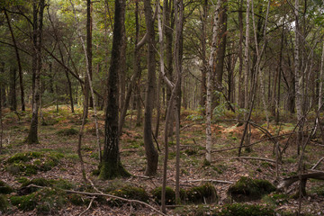 Forêt de Sénart, Essonne, 91