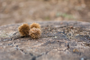 Three fruits of a chestnut tree on a wooden log. Copyspace right.