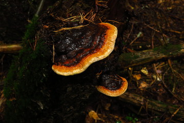 Turkey tail mushrooms on a tree in the forest. Mushrooms in a meadow. Health benefiting mushrooms...