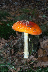 Amanite tue mouches, Amanita muscaria