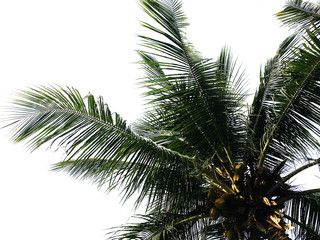 Fototapeta na wymiar coconut trees This is coconut tree isolated on white background with clipping path.