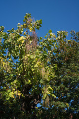 Catalpa, Catalpa bignonioides