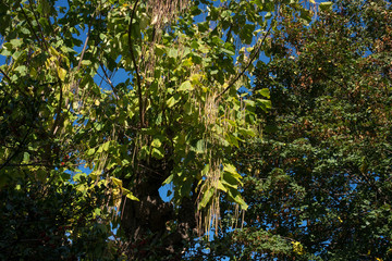 Catalpa, Catalpa bignonioides