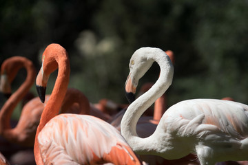 Joven flamenco de color blanco